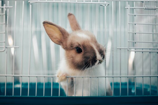 Mały królik siedzi w swojej klatce